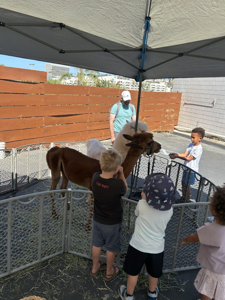 Kids meeting the alpacas at the market